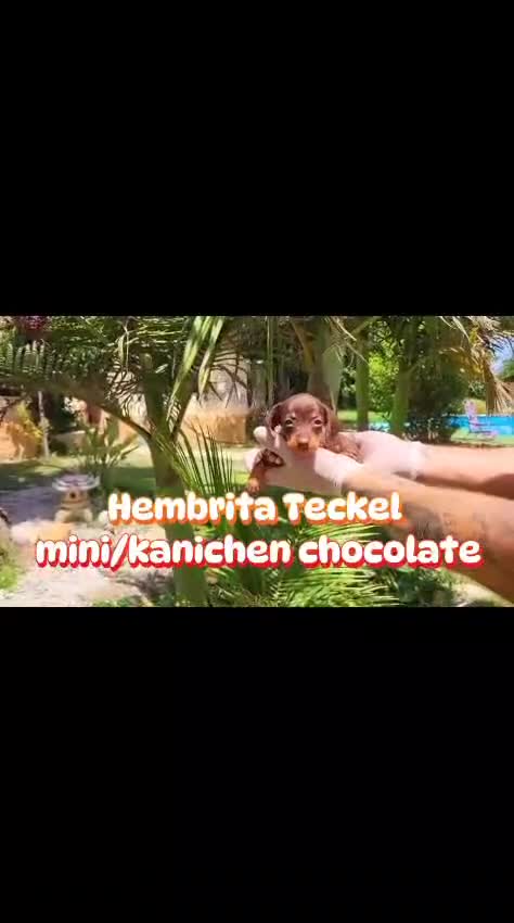Teckel Miniatura perros en venta: Preciosos teckels mini kanichen, varios colores!! - Video 1