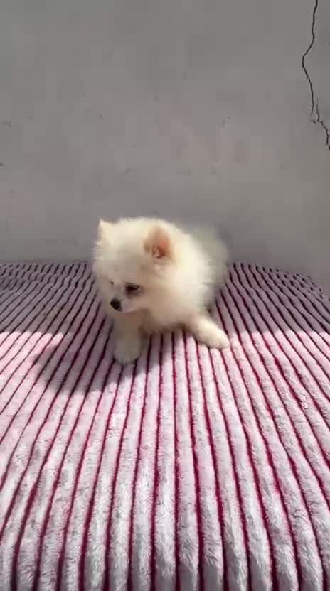 Pomerania perros en venta: Lulu de Pomerania toy  - Video 1