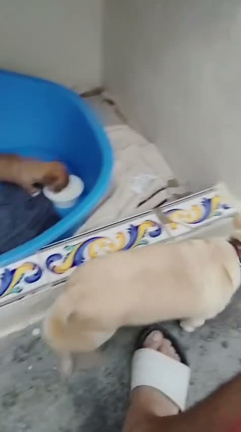 Chihuahua perros en venta: Chihuahua - Video 2