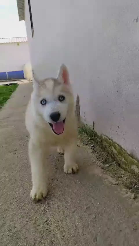 Husky Siberiano perros en venta: Preciosos cachorros husky siberiano - Video 3