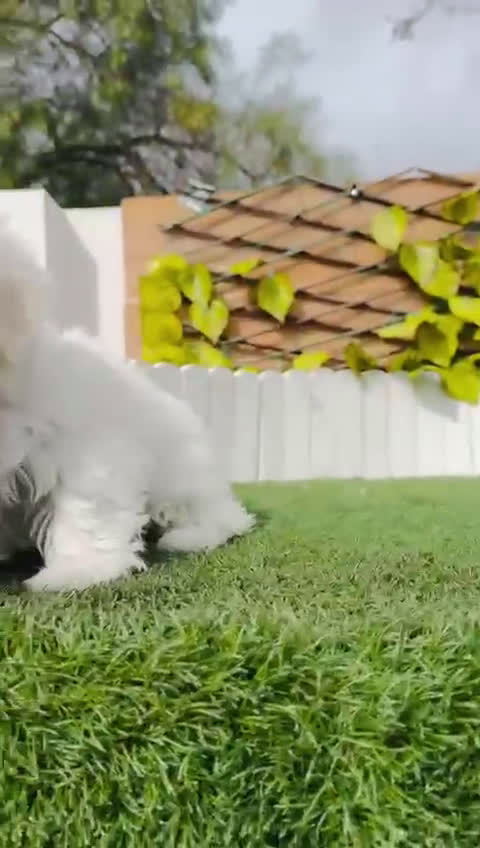 Bichón Maltés perros en venta: BICHON MALTES HEMBRA - Video 1