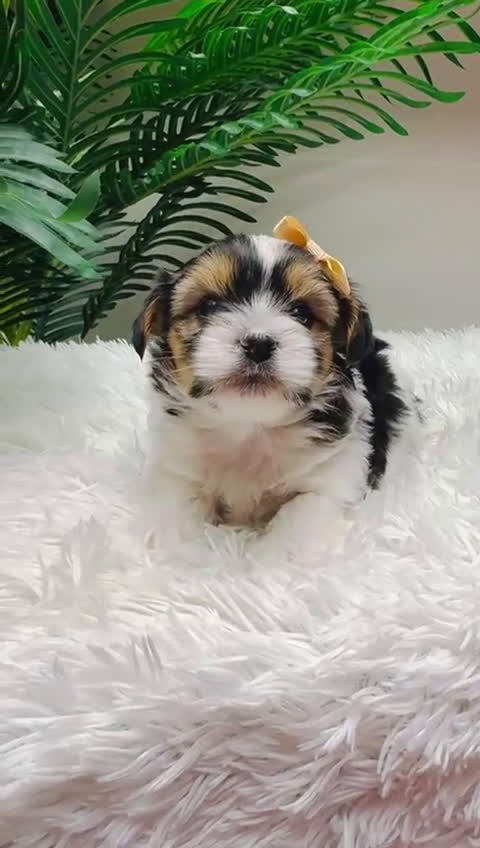 Yorkshire Terrier perros en venta: YORKSHIRE BIEWER - Video 1