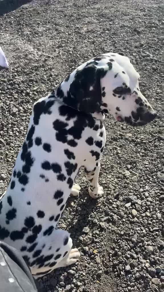 Dálmata perros en venta: Dalmata con pedigrí  - Video 1