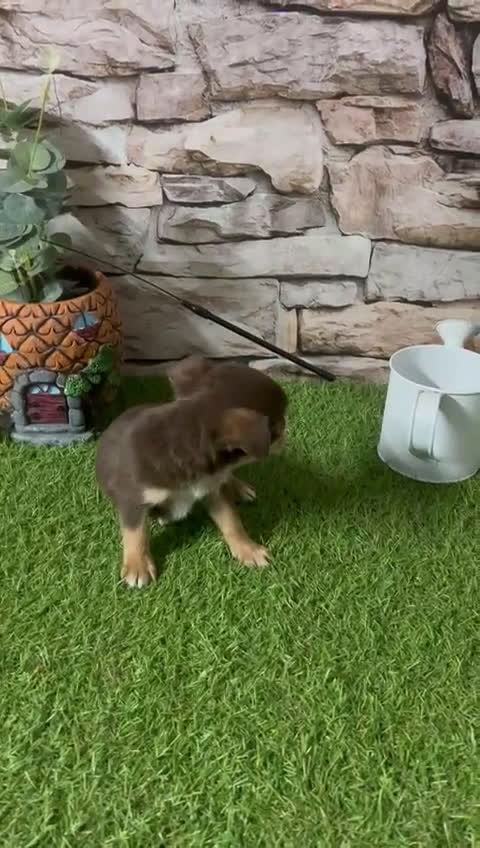 Chihuahua perros en venta: CHIHUAHUA CABEZA DE MANZANA CHOCOLATE - Video 1