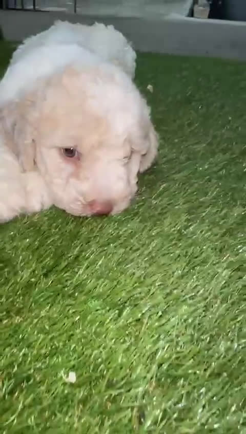 Perro de Agua Español perros en venta: Perro de aguas español - Video 2