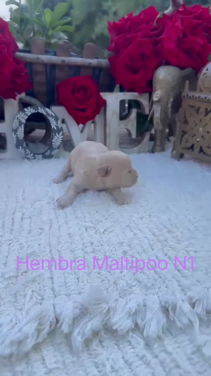 Maltipoo perros en venta: Maltipoo Toy Machos Rojos Y Apricot  - Video 4