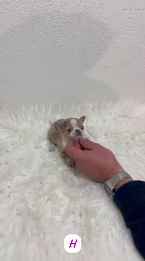 Chihuahua perros en venta: CHIHUAHUA PELO CORTO RED MERLÉ - Video 1