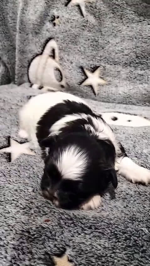 Shih Tzu perros en venta: Shih tzu  - Video 1