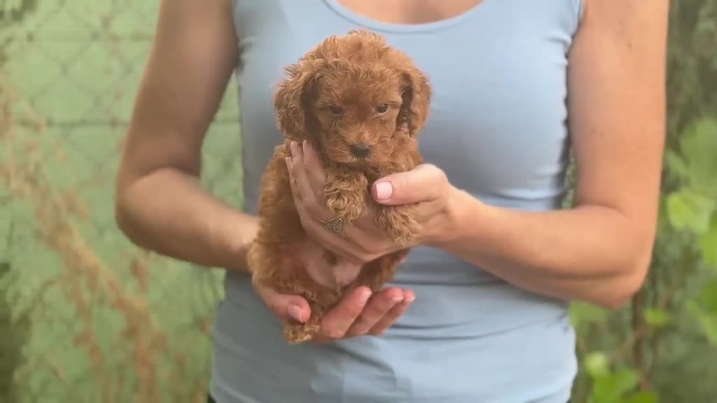 Caniche Enano perros en venta: Caniches enanos - Video 1