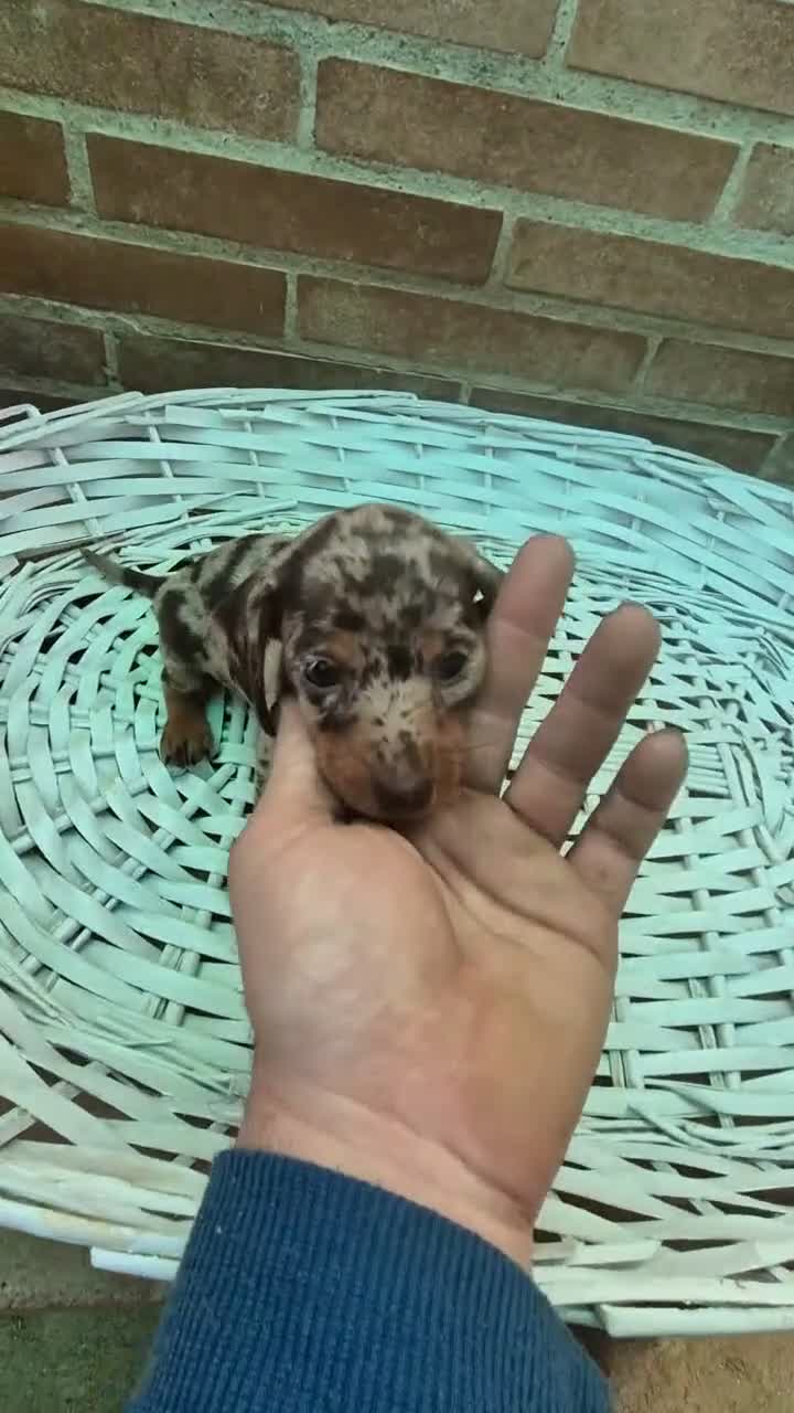 Teckel Miniatura perros en venta: Teckel arlequin chocolate kaninchen  - Video 3