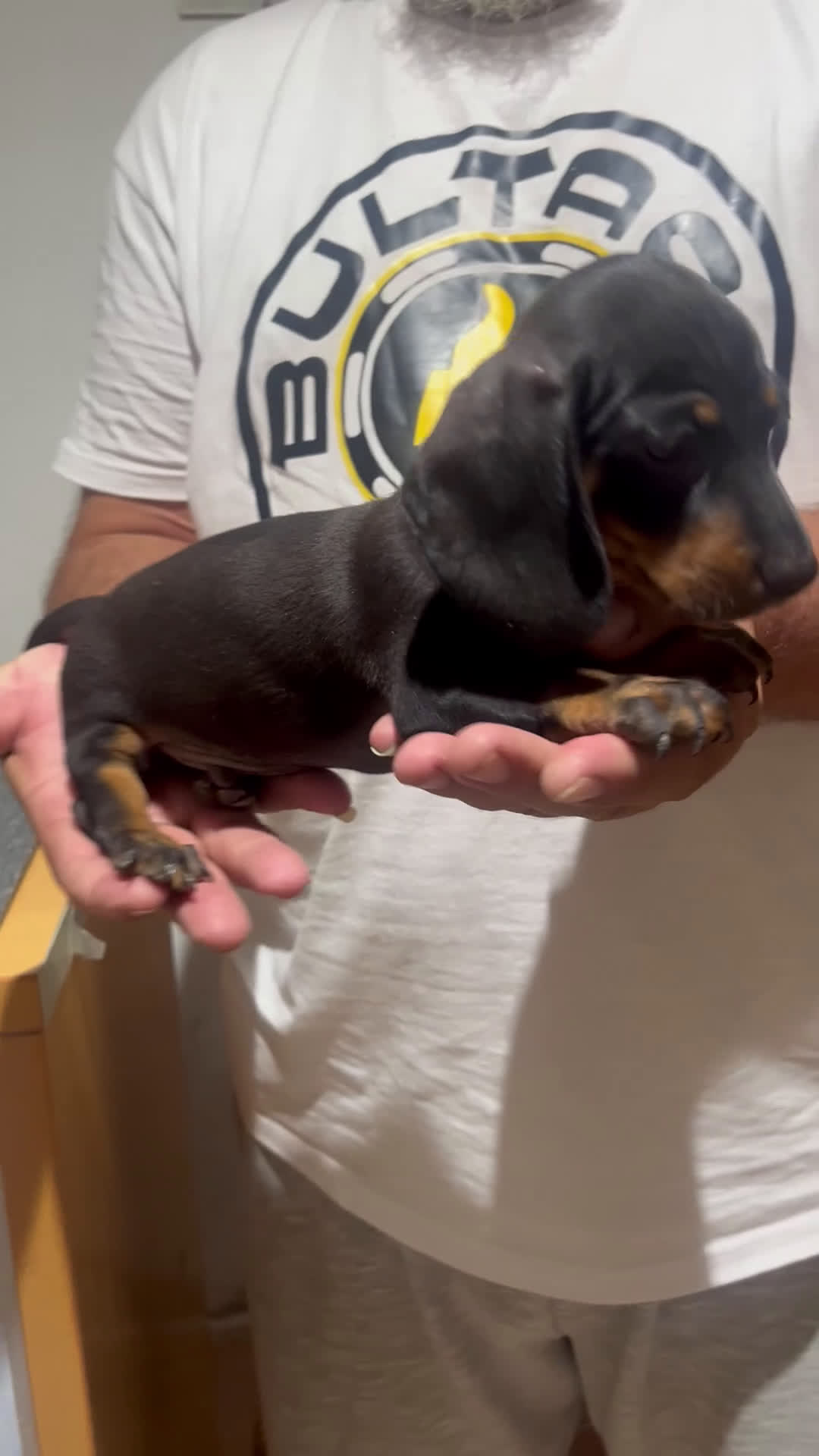 Teckel Miniatura perros en venta: Teckel mini - Video 2