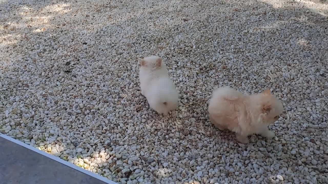 Pomerania perros en venta: Lulu de Pomerania  - Video 3