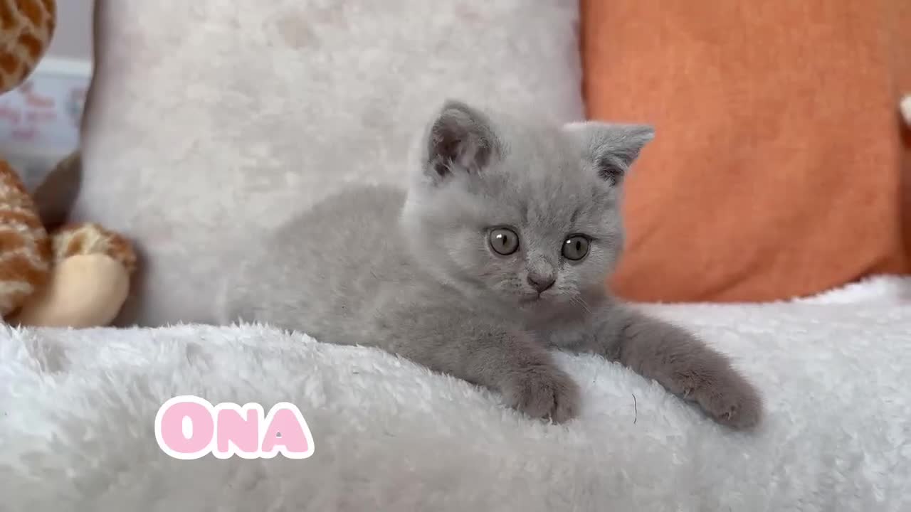 Británico de Pelo Corto gatos en venta: Preciosa Gatita ❤️ British Shorthair 🐾 - Video 2