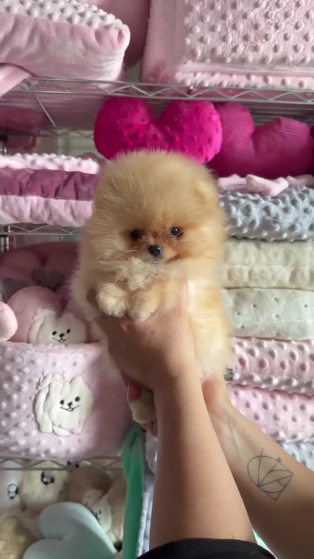 Pomerania perros en venta: Cachorros pomerania de excelente calidad. - Video 1