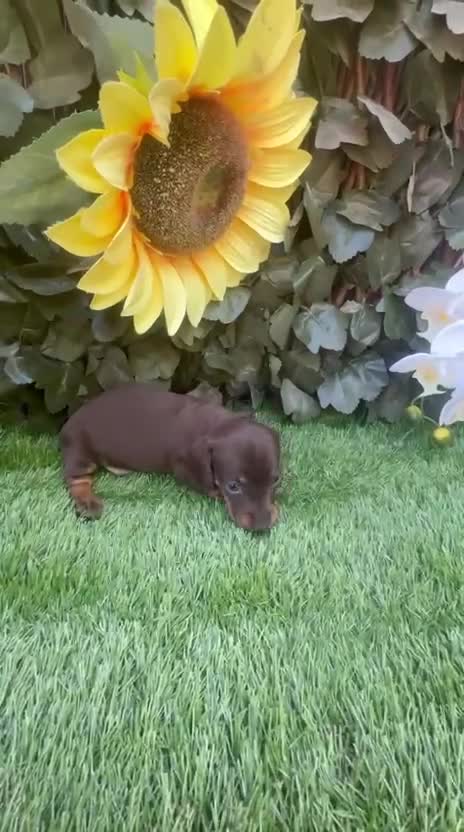 Teckel Miniatura perros en venta: Teckel miniatura kanichen color chocolate  - Video 1