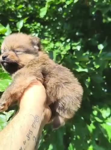 Pomerania perros en venta: Pomerania  - Video 1