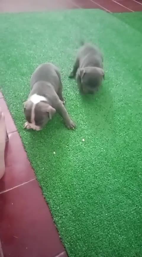 American Bully perros en venta: Cachorro de american bully  - Video 2