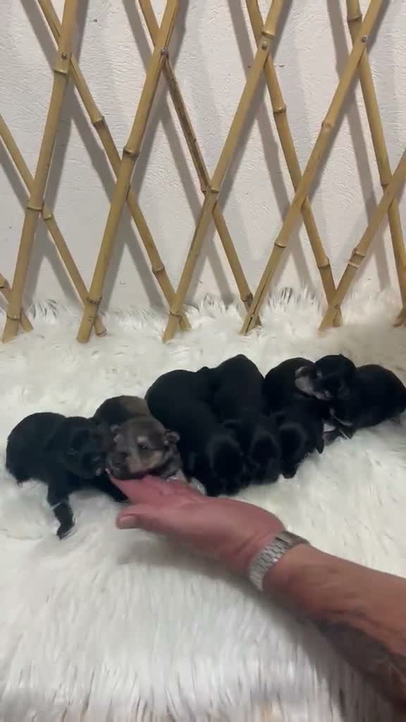 Schnauzer Miniatura perros en venta: SCHNAUZER MINI VARIOS COLORES - Video 1