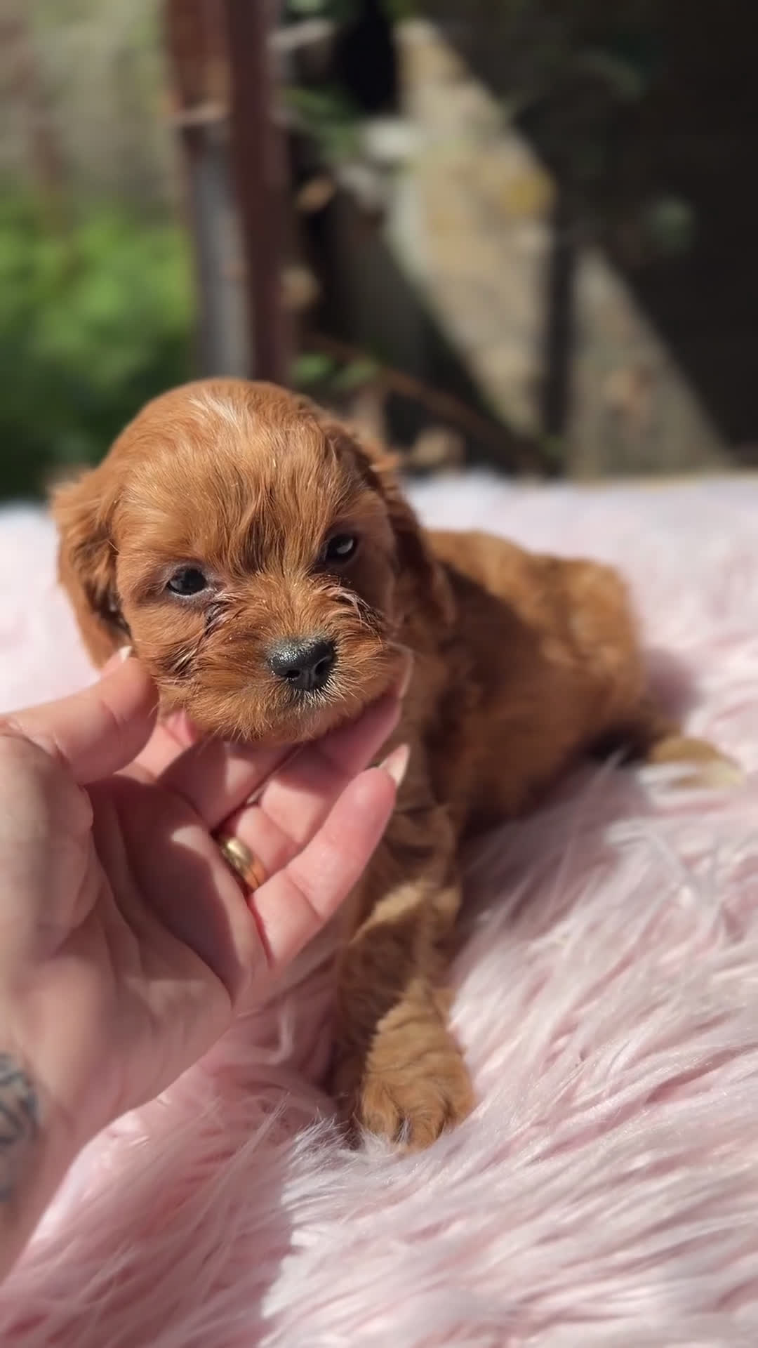 Cavapoo perros en venta: Cavapoo hembra roja  - Video 1