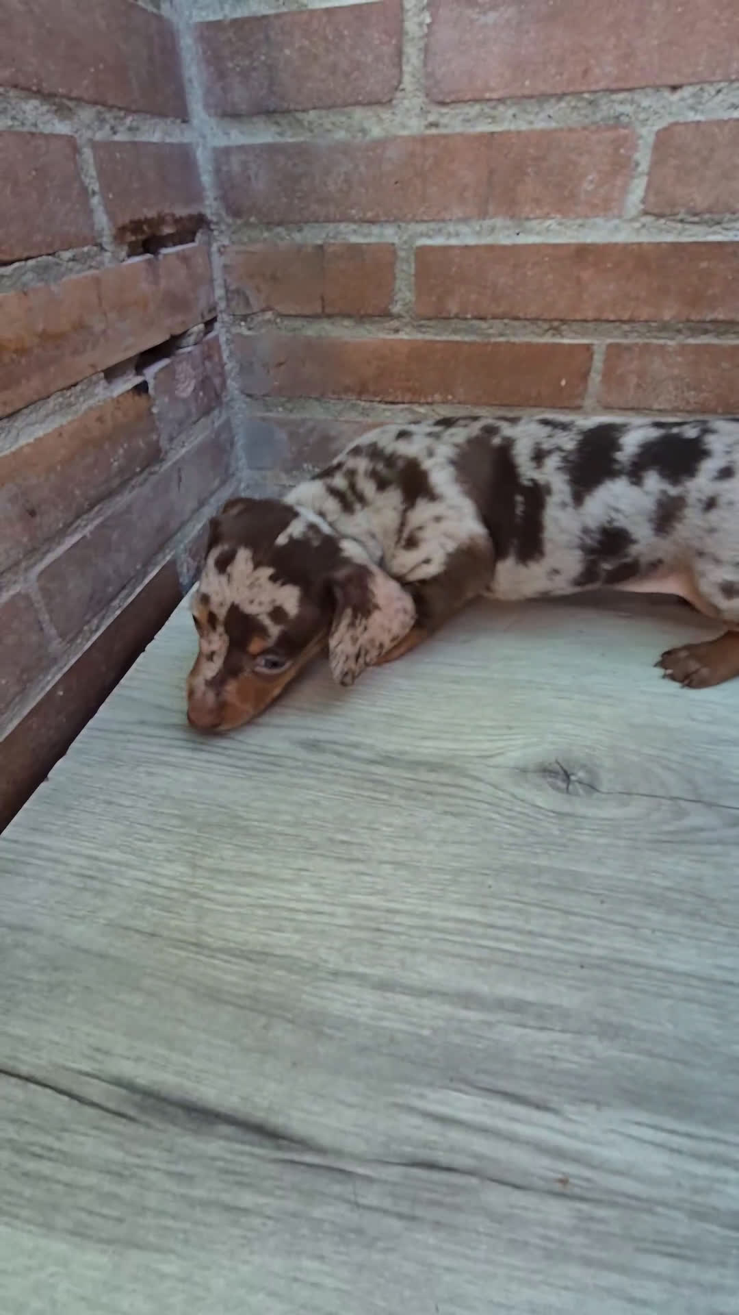 Teckel Miniatura perros en venta: Teckel arlequín chocolate  - Video 1