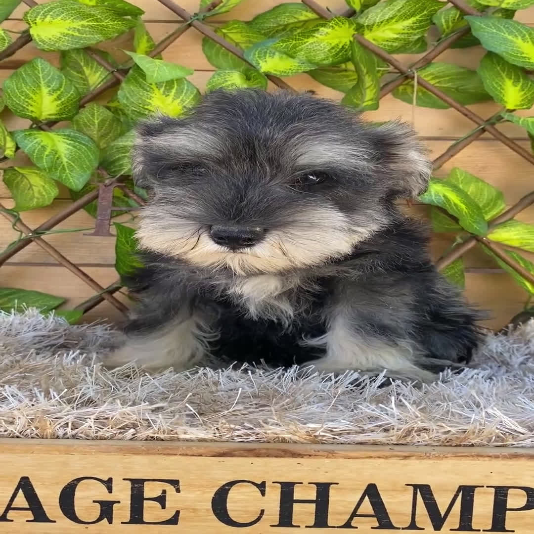 Schnauzer Miniatura perros en venta: Camada de Antía - Video 5