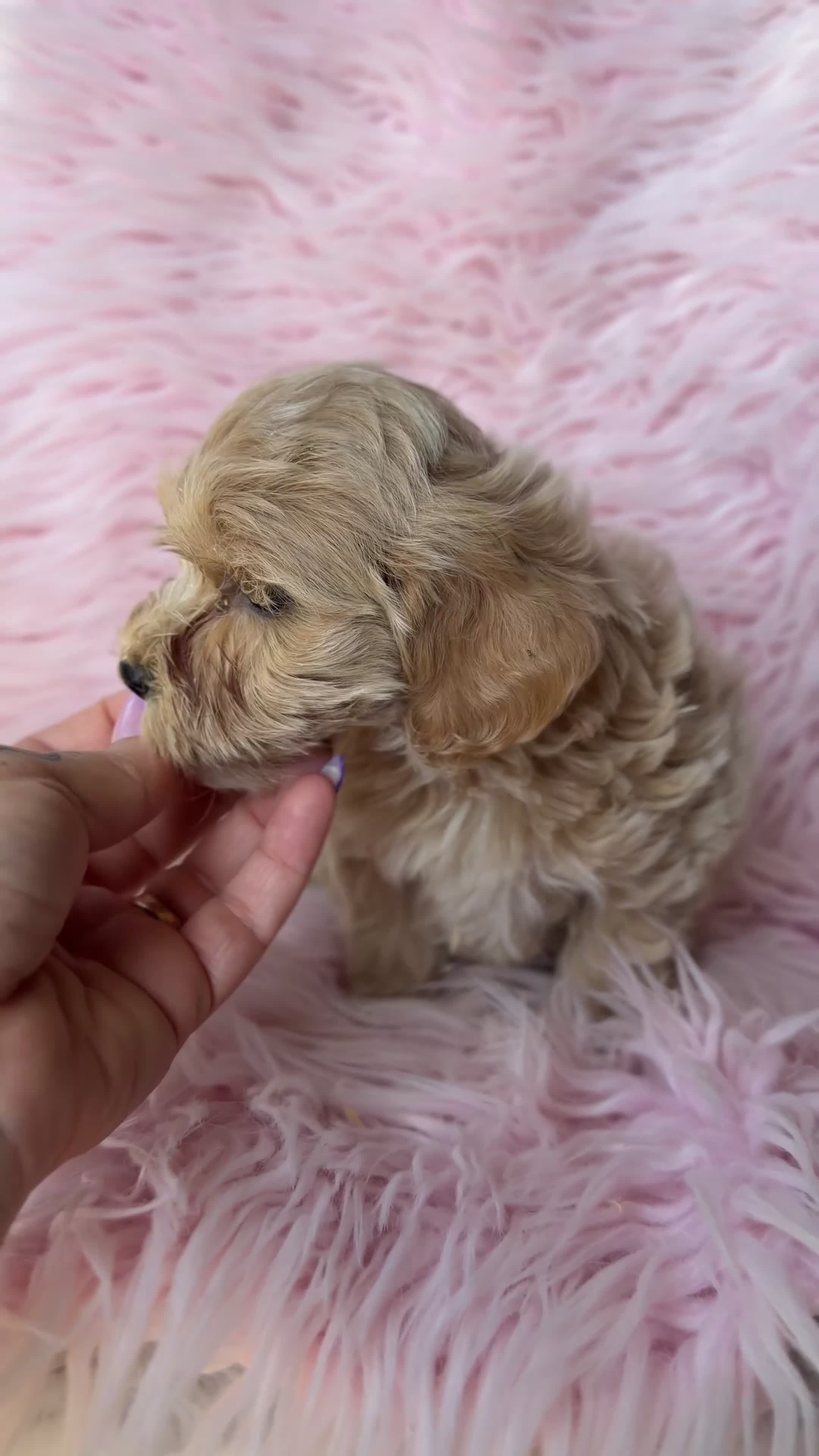 Maltipoo perros en venta: Maltipoo Toy  - Video 1