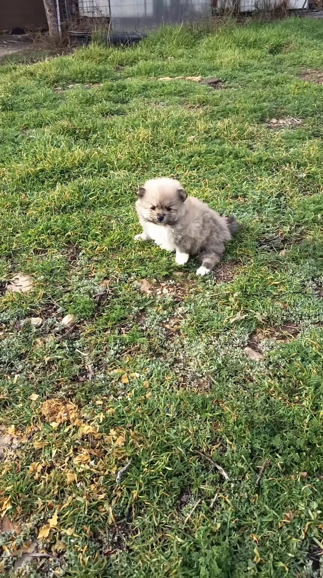 Pomerania perros en venta: Cachorro de pomerania  - Video 1