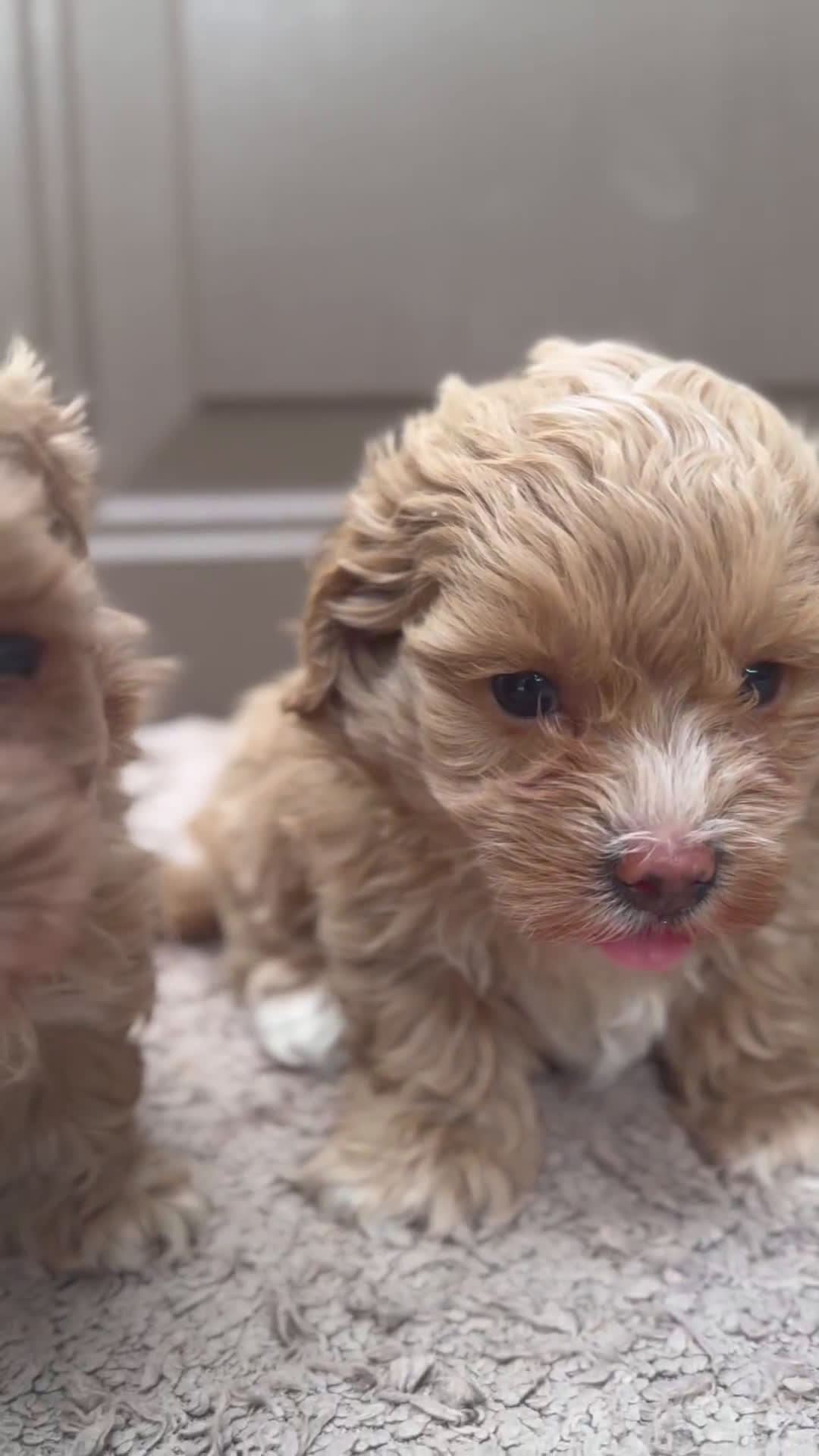 Maltipoo perros en venta: ✨ MOCHI y YUKI: dos hermanas Maltipoo ✨ - Video 1