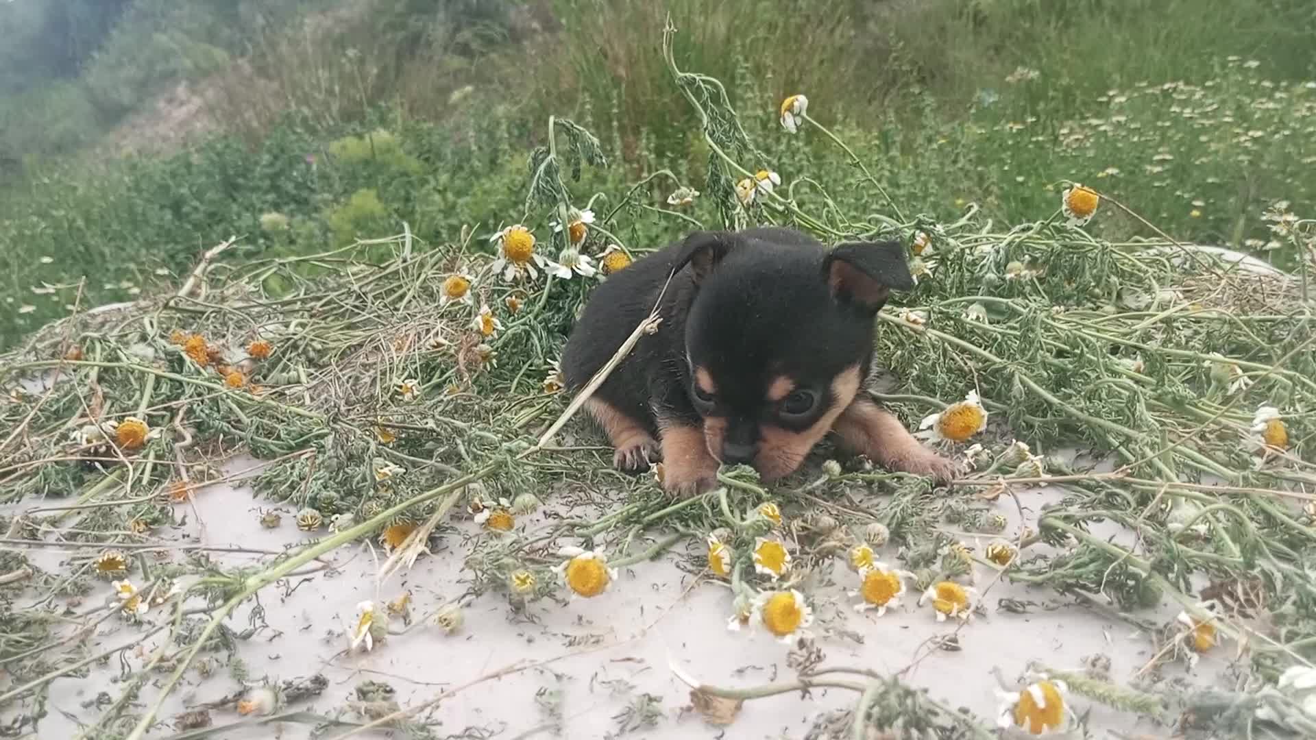 Chihuahua perros en venta: CHIHUAHUAS CABEZA DE MANZANA  - Video 1