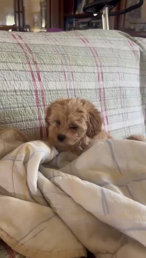 Maltipoo perros en venta: Maltipoo mini última!! - Video 3
