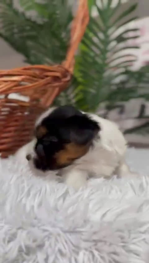 Yorkshire Terrier perros en venta: YORKSHIRE BIEWER - Video 1