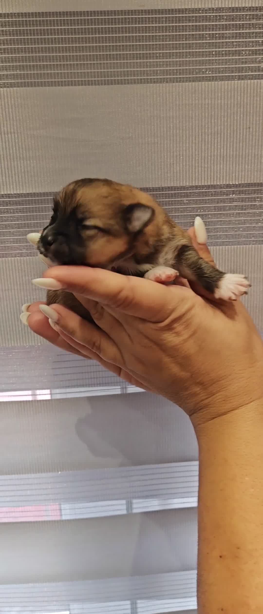 Pomerania perros en venta: Disponible 3 hembras y 1 machoPOMERANIA - Video 3