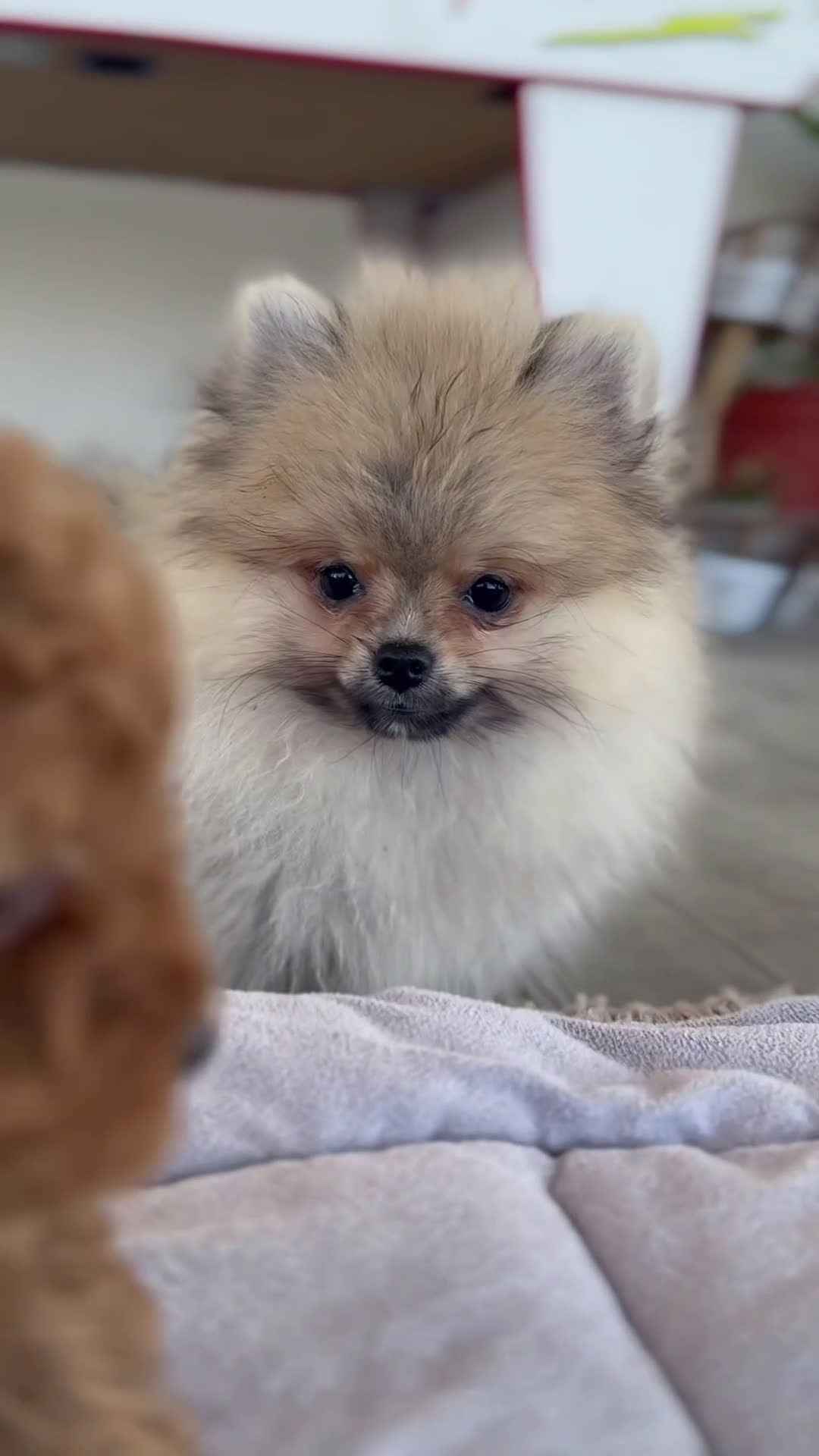 Pomerania perros en venta: 🐾 Sparky – Pomerania marrón con carácter 🤎✨ - Video 1