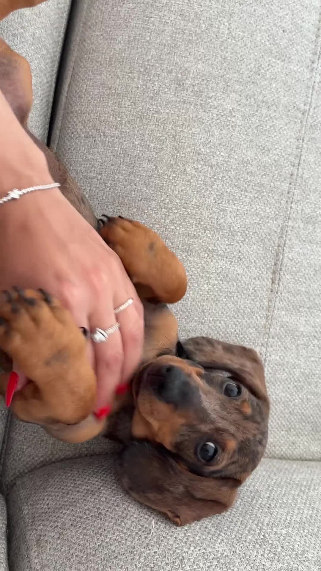 Teckel perros en venta: Teckle arlequín - Video 2