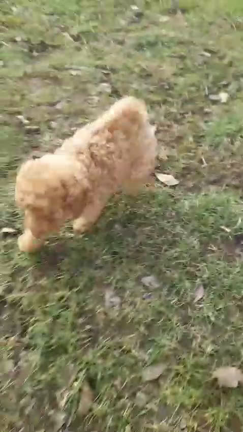 Caniche Enano perros en venta: Cachorros de Caniche Enano Leonado - Video 3