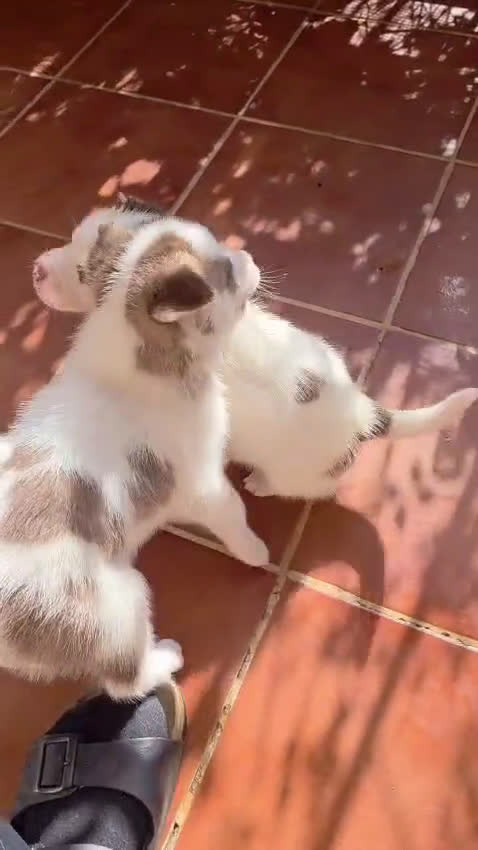 Husky Siberiano perros en venta: Husky  - Video 2