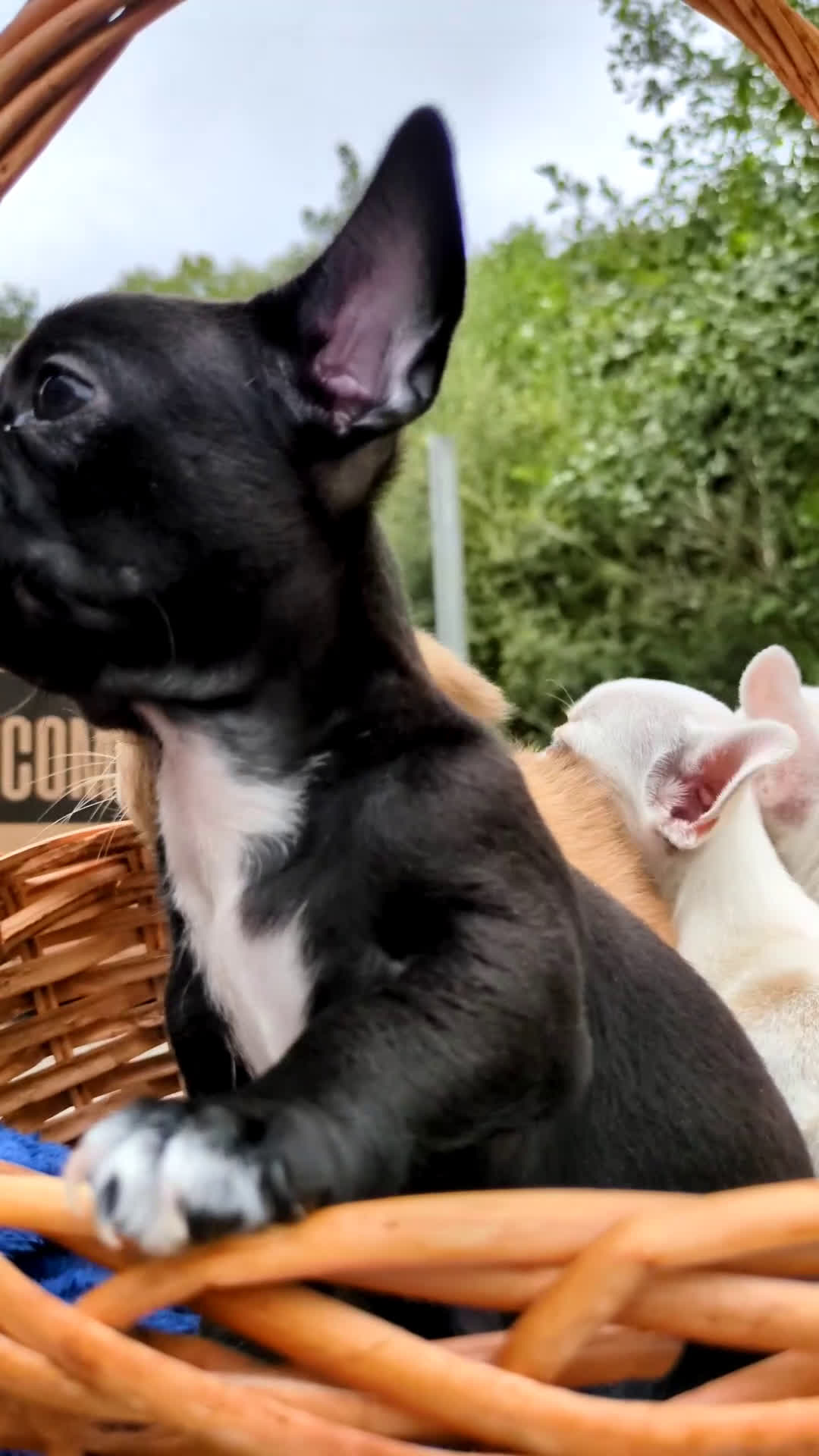 Chihuahua perros en venta: Chihuahuas toy cabeza de manzana - Video 1