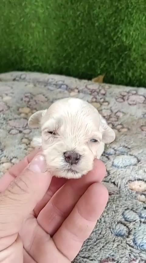 Maltipoo perros en venta: Preciosa camada de maltipoo toy - Video 2