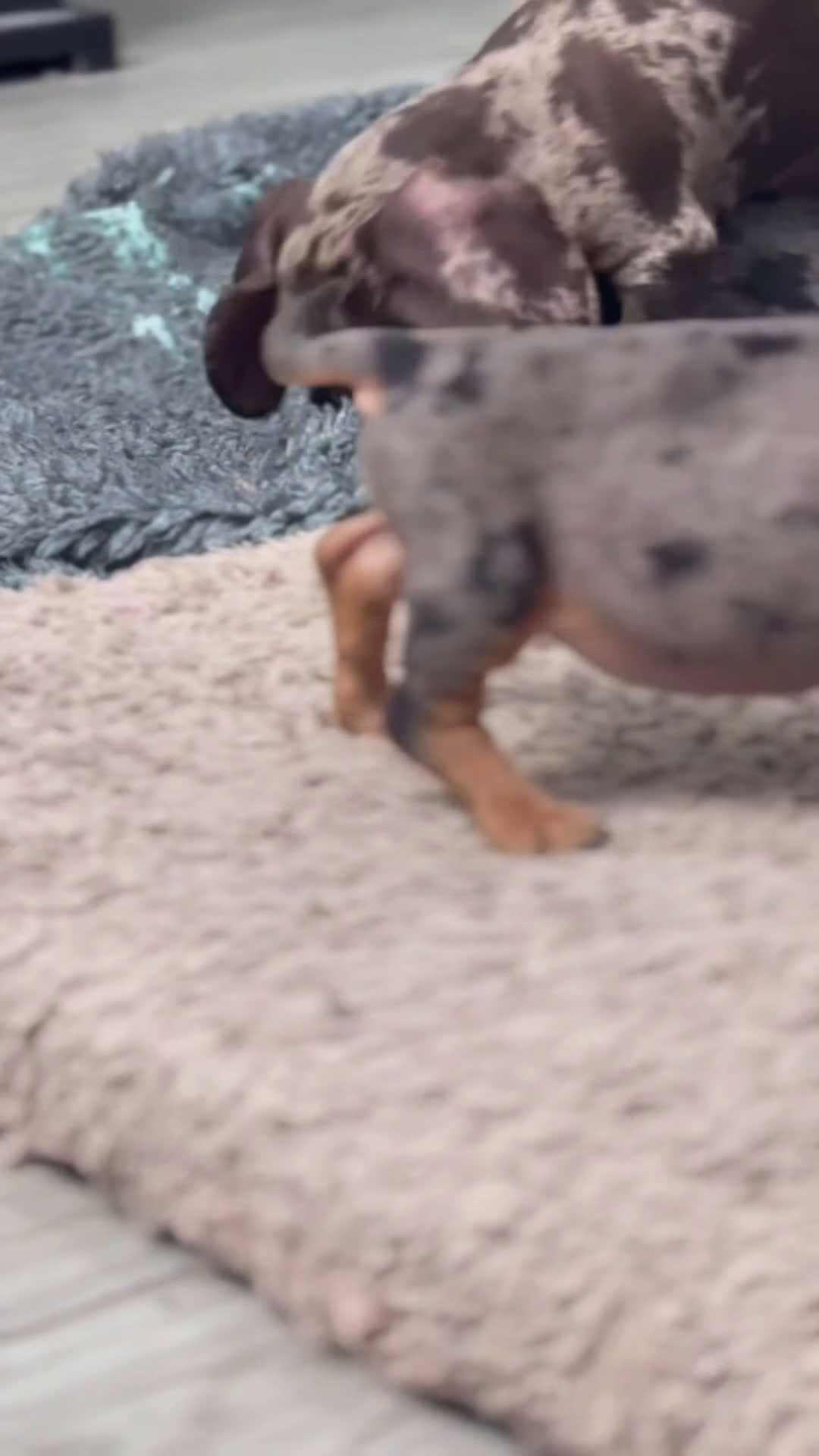 Teckel Miniatura perros en venta: 🐾 Currie & Molly – Teckel miniatura exóticos ✨ - Video 2