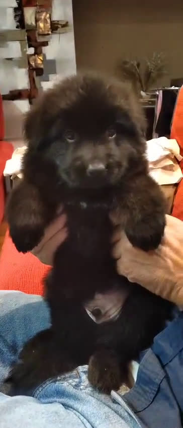 Pastor Alemán perros en venta: Nueva Camada de Pastor manto Negro - Video 2