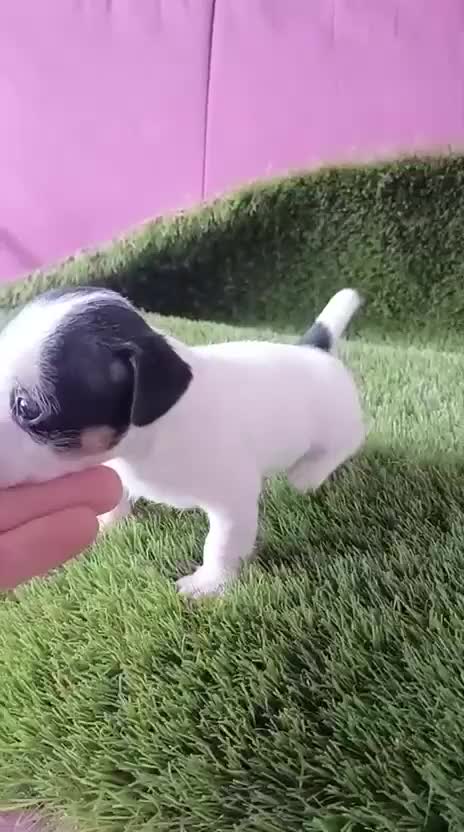 Jack Russell Terrier perros en venta: Jack Russell terrier  - Video 1