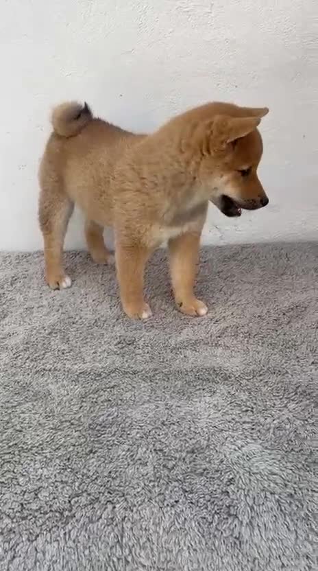 Shiba Inu perros en venta: Shiba Inu - Video 1