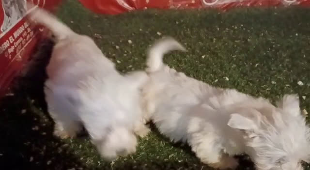 Welsh Terrier perros en venta: camada westy  en Madrid - Video 1