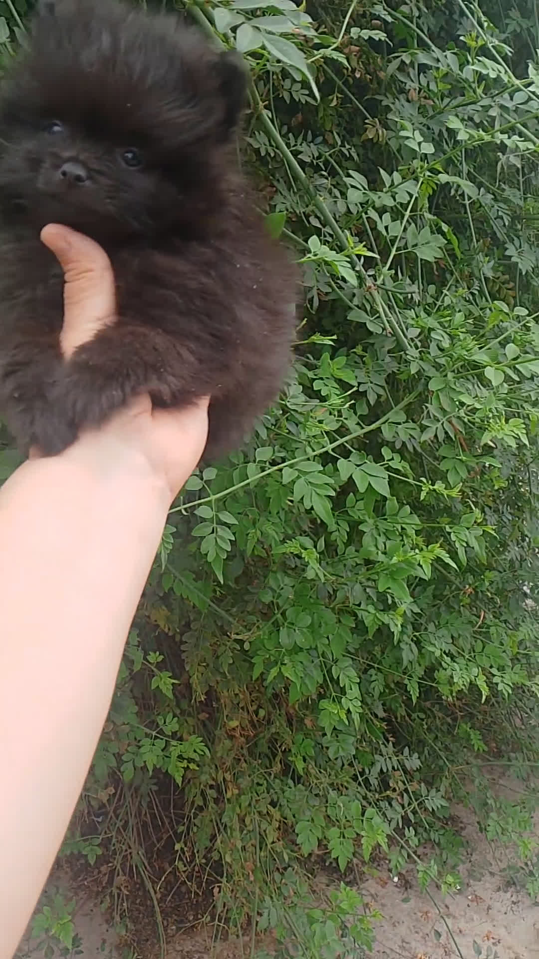 Pomerania perros en venta: negros entero hembra 2 y un macho black tang en Madrid - Video 1