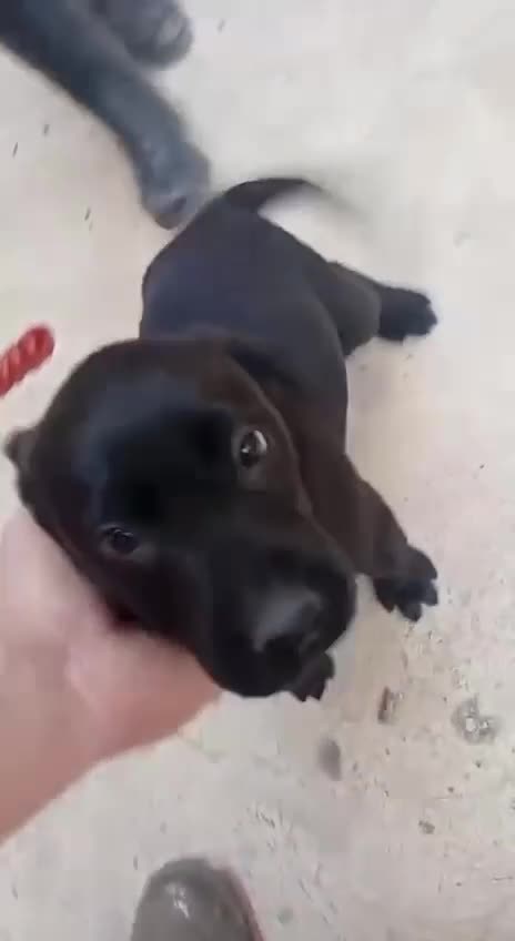 Labrador Retriever perros en venta: Macho negro disponible labrador retriever  - Video 1