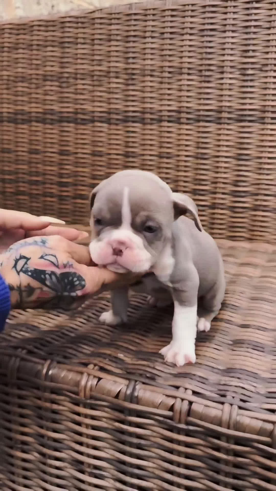 American Bully perros en venta: American Bully en Illes Balears - Video 1