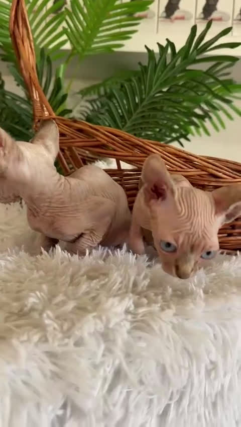 Sphynx gatos en venta: GATITAS SPHYNX - Video 2