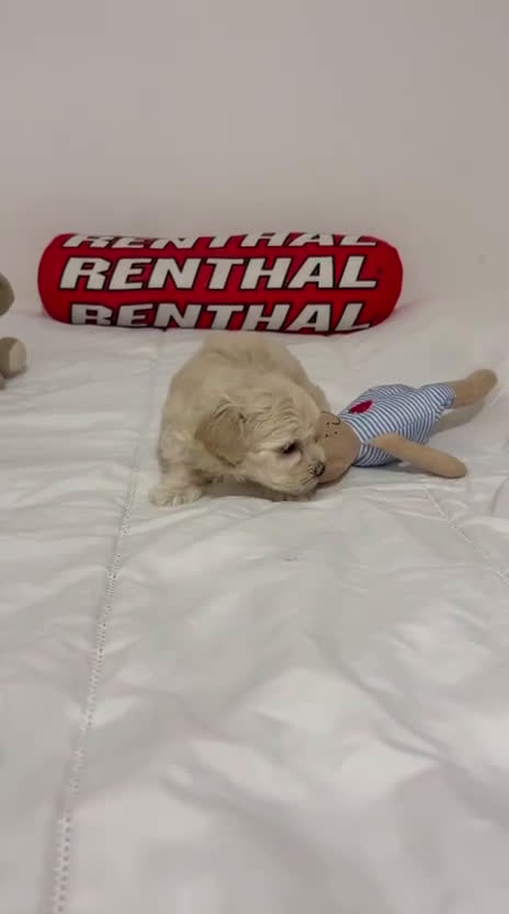 Maltipoo perros en venta: MALTIPOO - Video 3