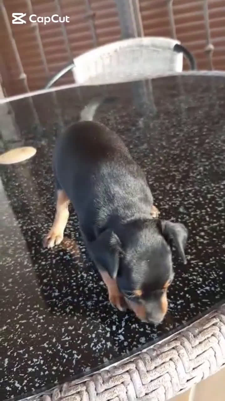 Pinscher Miniatura perros en venta: Pinscher MICRO hembra - Video 1
