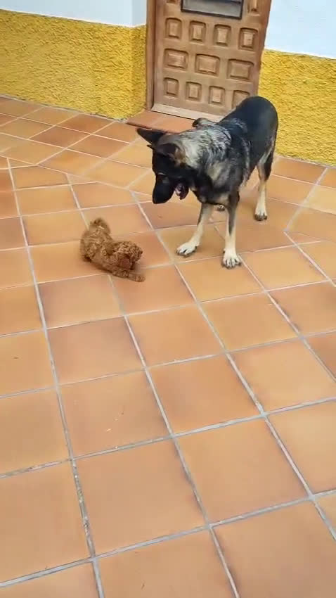 Caniche Toy perros en venta: Caniche Toy macho criado en ambiente familiar - Video 1